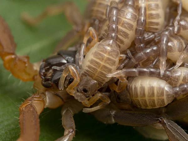 Termite Control Sydney: Safeguarding Your Property with Confidence