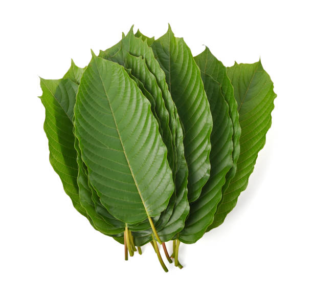 White Maeng Da Kratom A Natural Alternative for Boosting Productivity